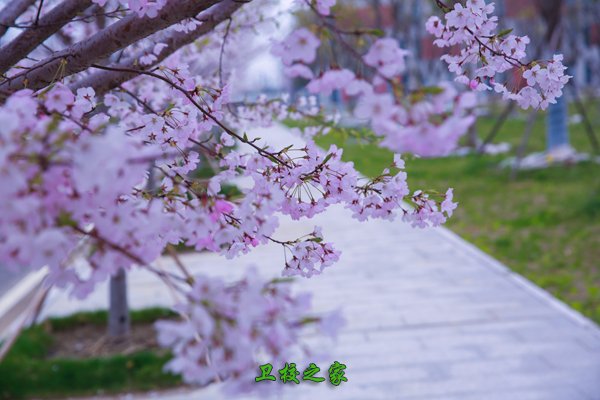 樱花大道