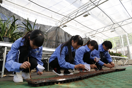 云南省林业高级技工学校中草药种植2